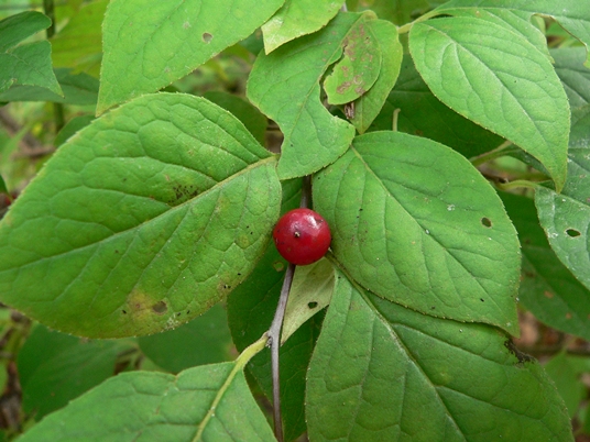 {Ilex ambigua}